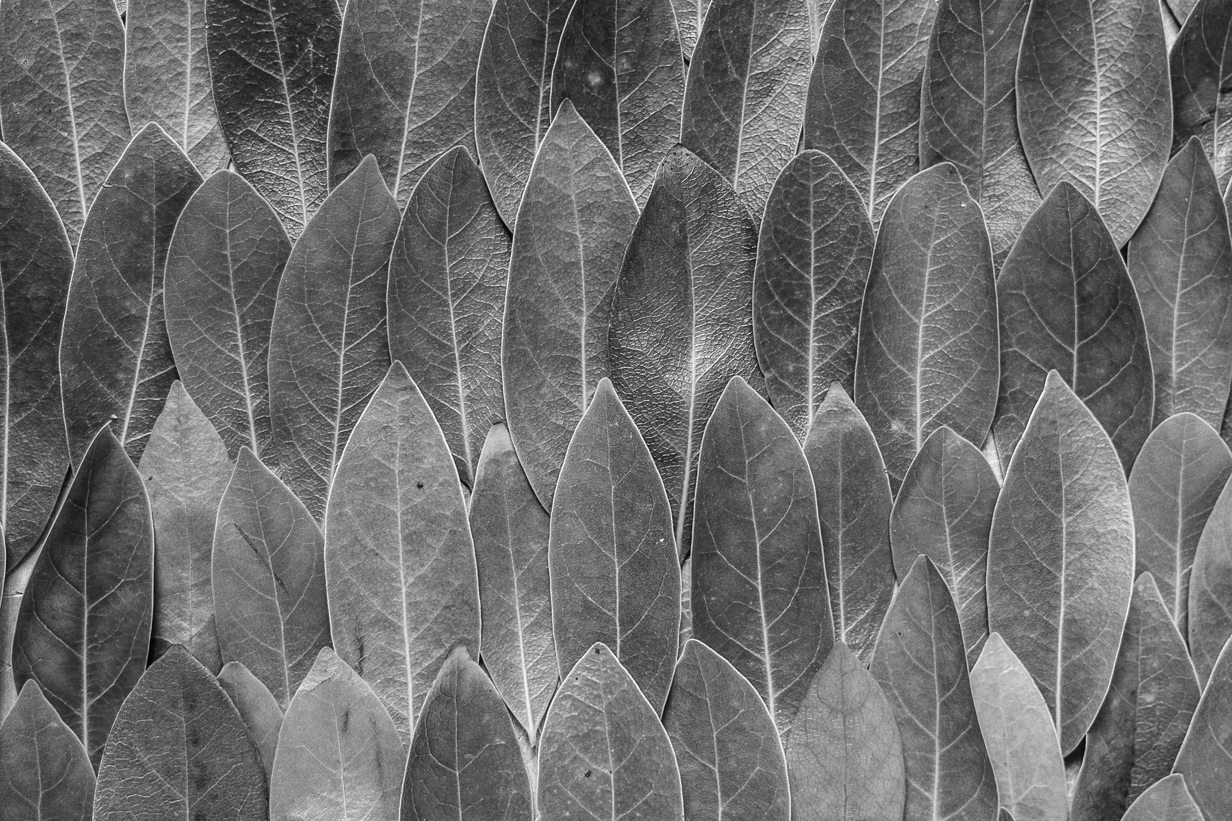 Maui Braces Kahului office interior